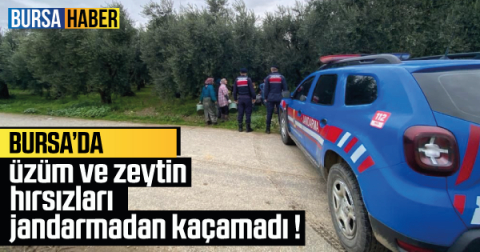 Bursa'da üzüm ve zeytin hırsızları jandarmadan kaçamadı