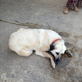 Keşan’da bir evin bahçesindeki 2 köpek zehirlendi