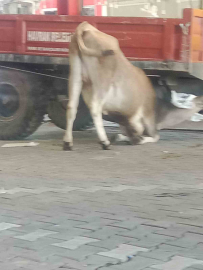 Balıkesir’de kaçan dana traktör römorkunun altına girdi