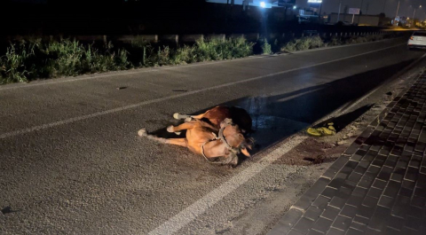 Başıboş ata çarpıp kaçtı, arkasına bile bakmadı