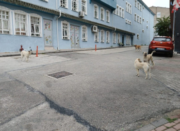 Bilecik’te başıboş köpekler yüzünden vatandaşlar sokağa çıkamıyor