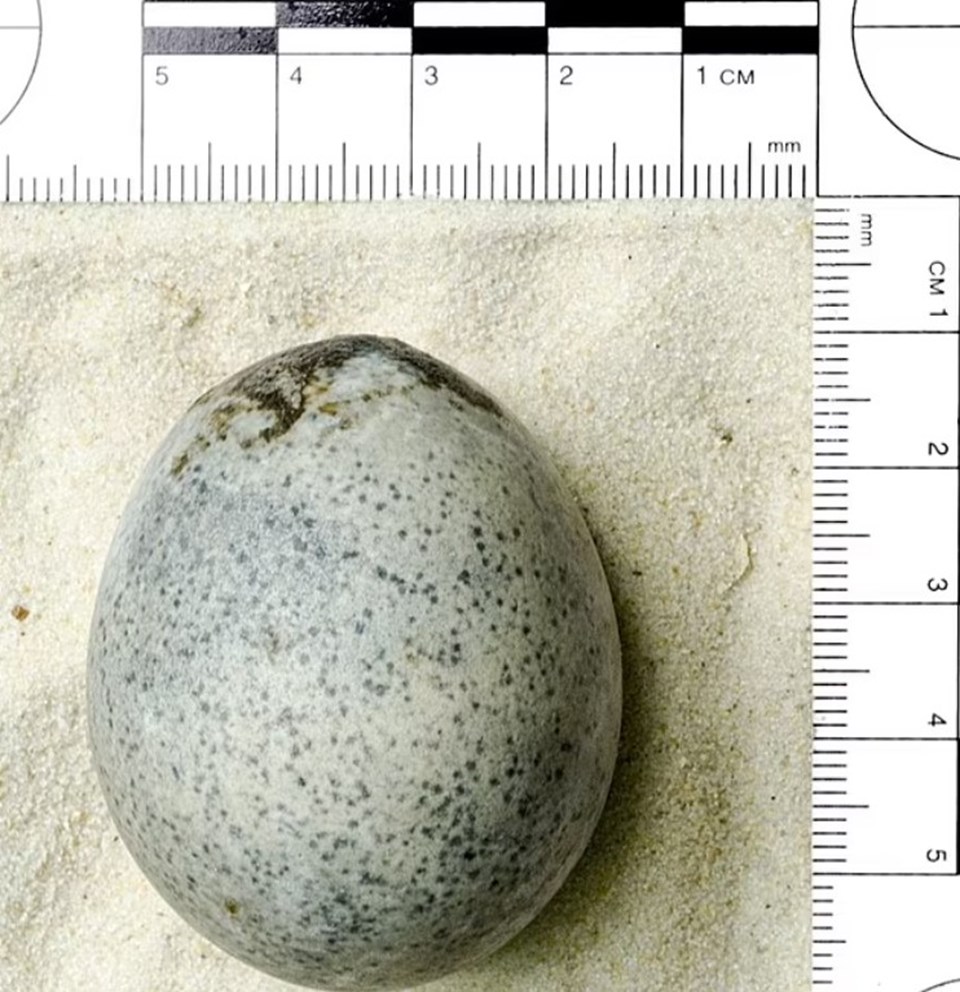 ingilterede bin 700 yillik bozulmamis roma tavugu yumurtasi bulundu 0