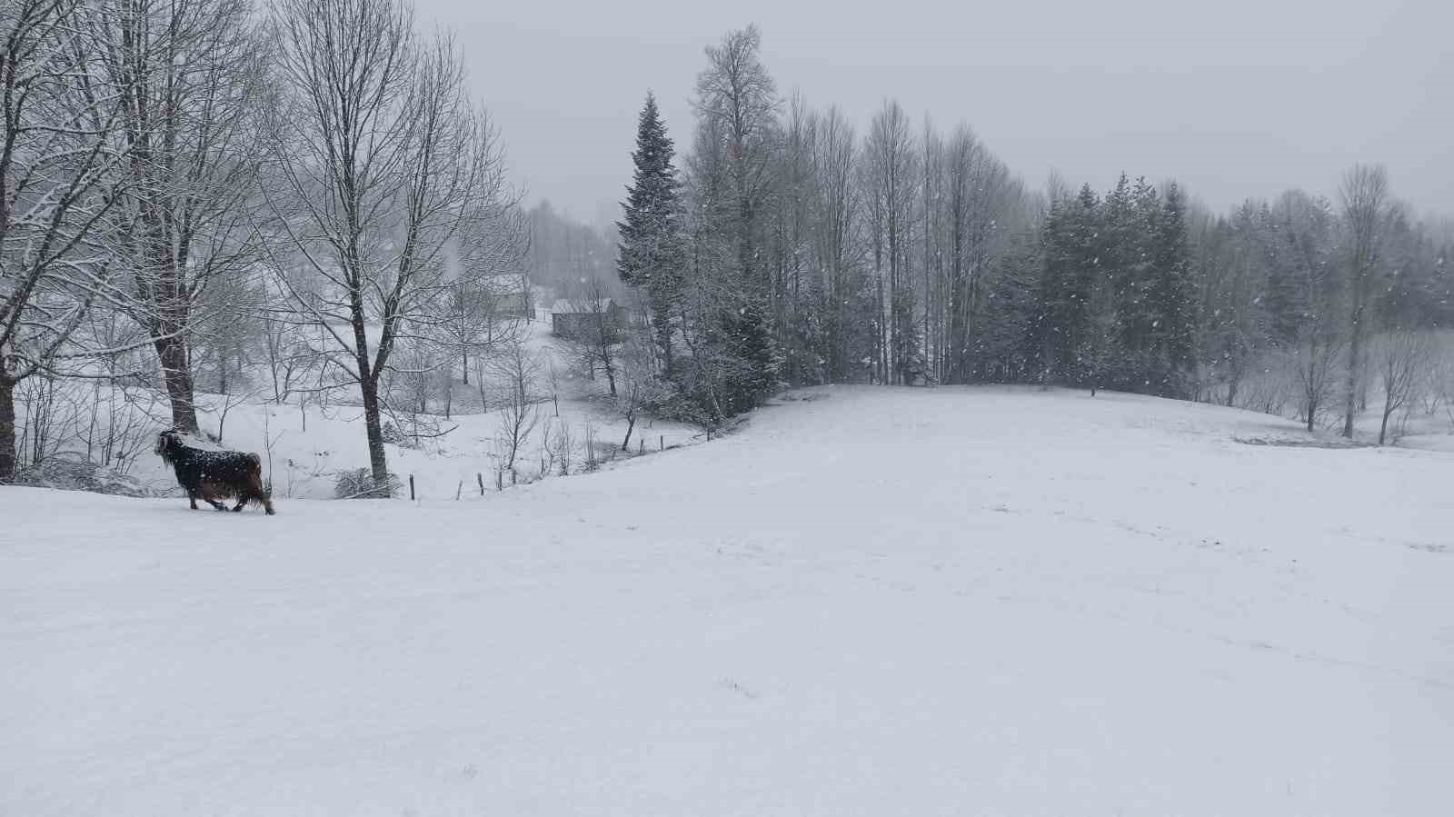 bahar ayinda sakaryanin yuksek kesimlerinde lapa lapa kar yagiyor 0 mrHBRV2Y