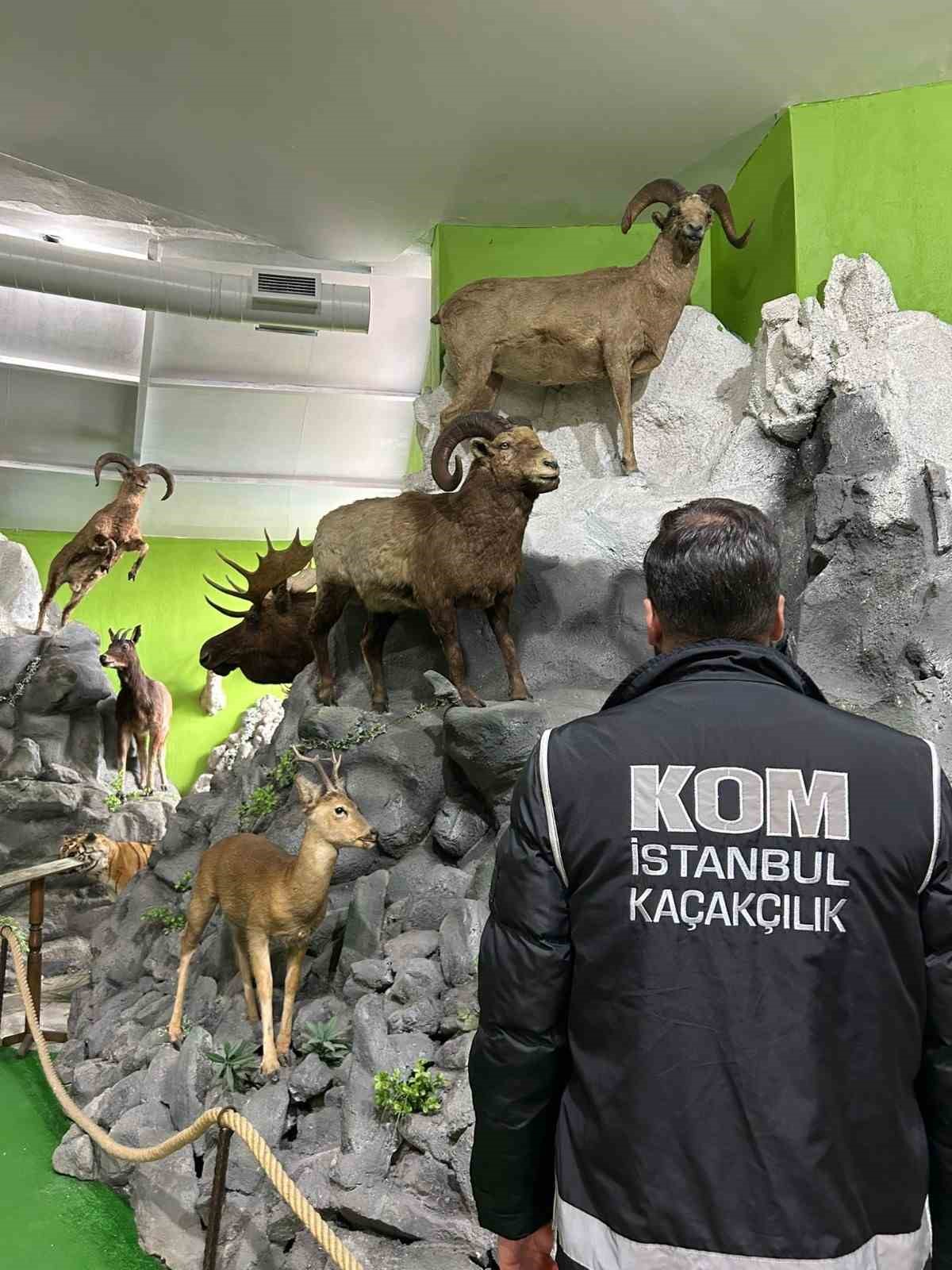 istanbulda yaban hayvanlarina ait 396 parca tahnit ele gecirildi 2 3bRDquHF