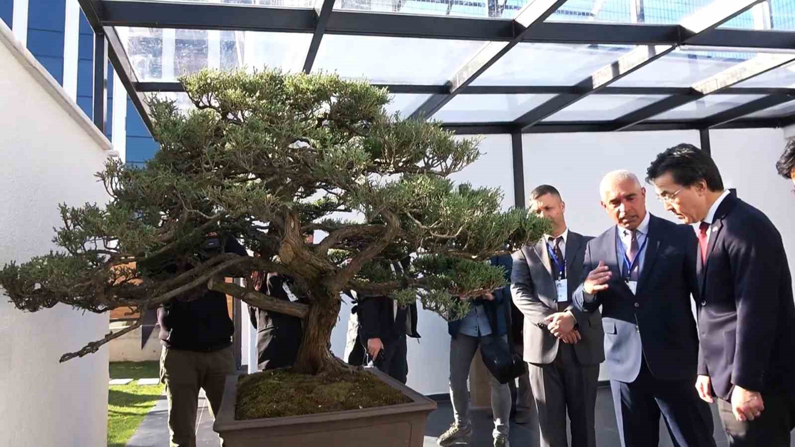 turkiyenin ilk avrupanin en buyuk bonsai muzesi yalovada acildi 0 UGHm1aPW