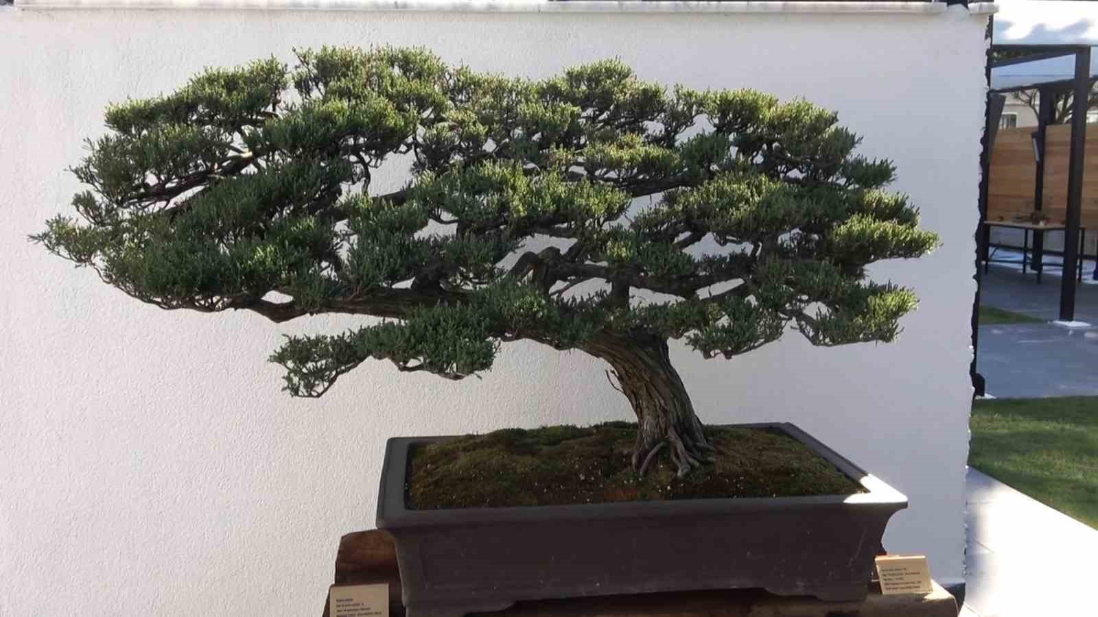 turkiyenin ilk avrupanin en buyuk bonsai muzesi yalovada acildi 3 3WN8UseD