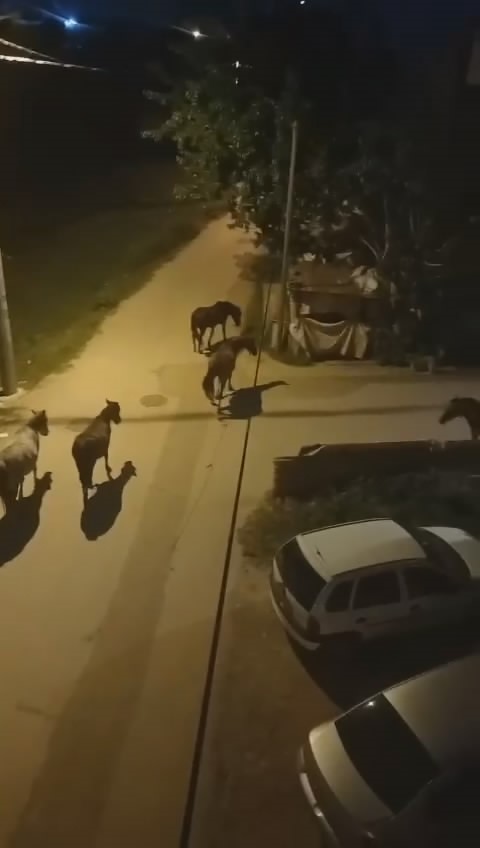 bursada sokaklar gunduz insanlara gece atlara kaliyor 1 nyHOm4YV
