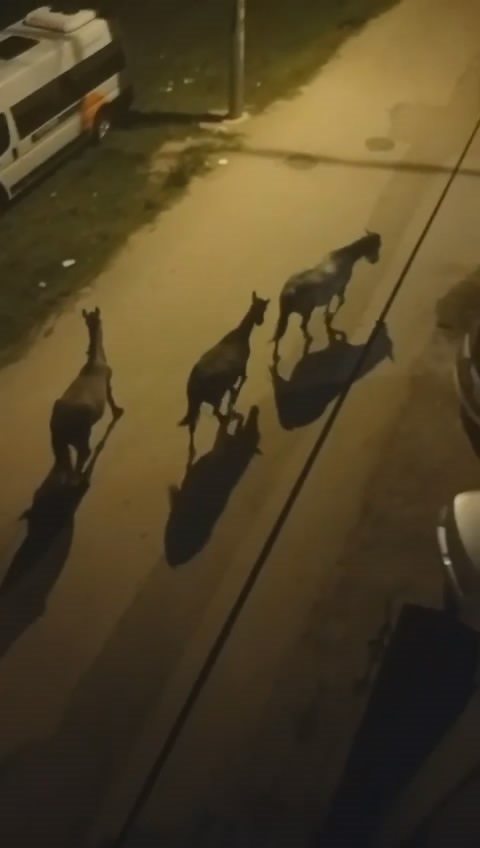 bursada sokaklar gunduz insanlara gece atlara kaliyor 2 lfWPuiCb