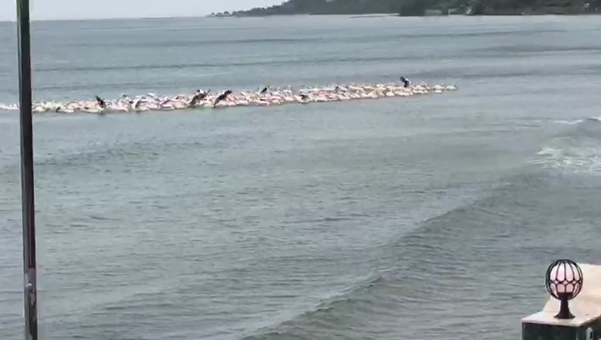 firtina nedeniyle yuzlerce pelikan plajda toplandi 0 r1wvcw7g