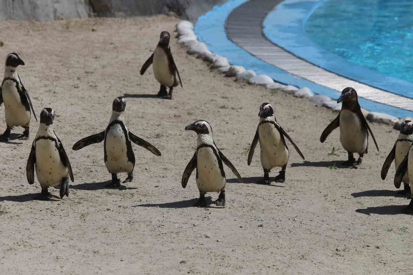 bursa hayvanat bahcesinde penguen ailesine 2 yeni uye 0
