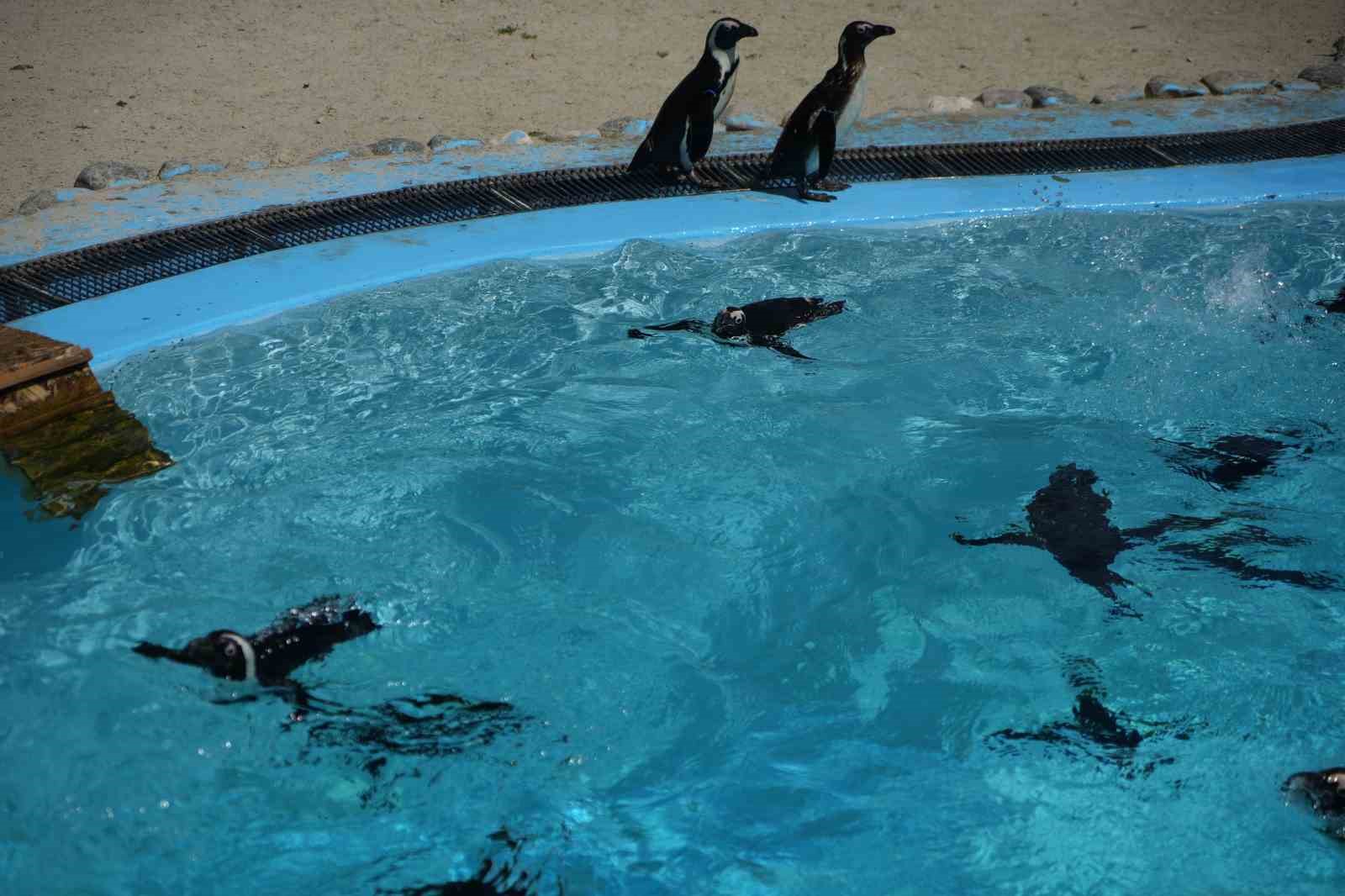bursa hayvanat bahcesinde penguen ailesine 2 yeni uye 4 dlcOASr1