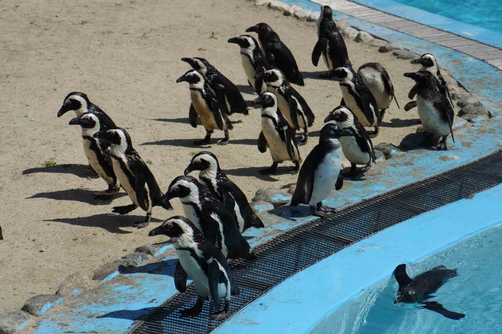 bursa hayvanat bahcesinde penguen ailesine 2 yeni uye 5 iSfZ2zrU