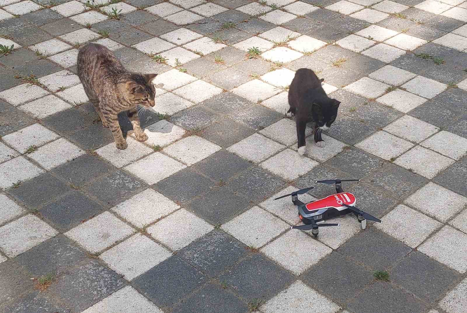 dron goren masum kediler gulumsetti 3 ihGk5Oy1