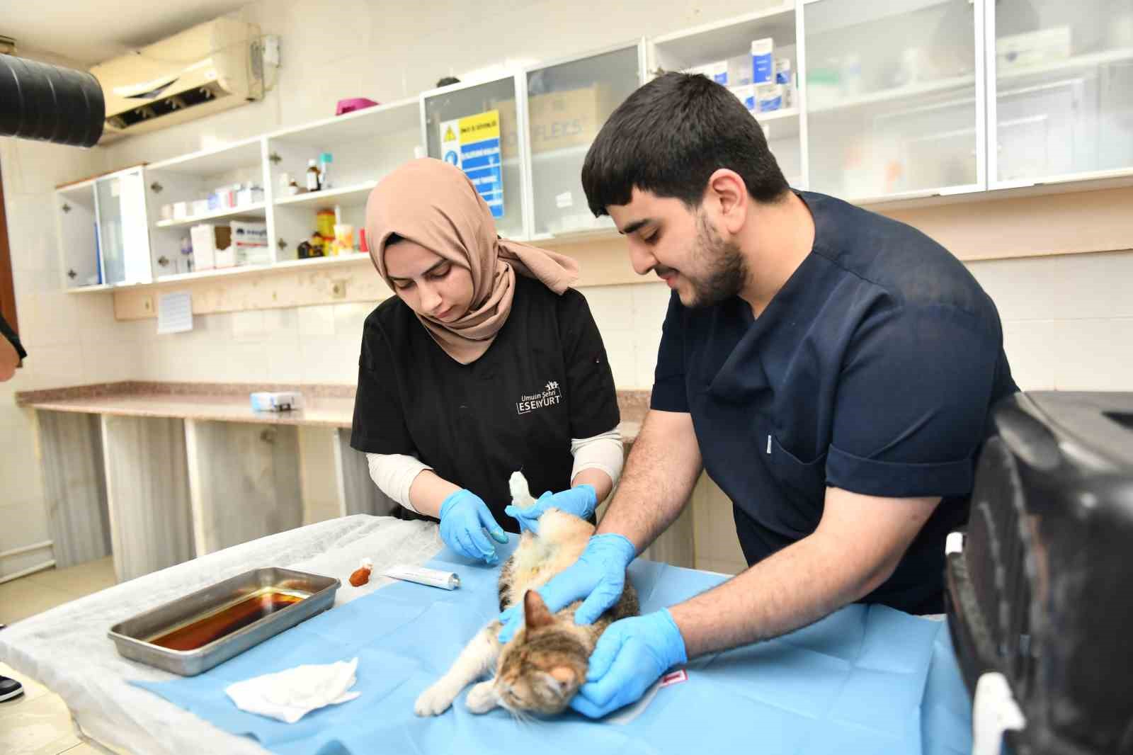 esenyurt belediyesi ekipleri hamile kediyi modern hayvan bakimevinde tedavi ettirdi 0 D7kc9K6h